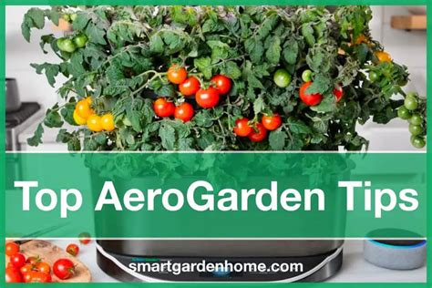 Top 19 AeroGarden Tips And Tricks - Smart Garden And Home