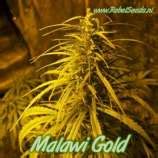 Malawi Gold (Rebel Seeds) :: Cannabis Strain Info