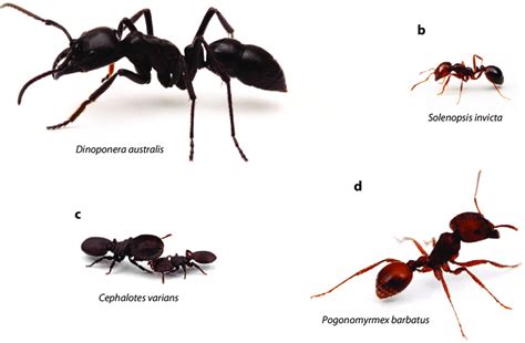 Ant species with extreme contrasts in colony size and worker size... | Download Scientific Diagram