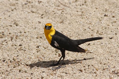 Deserts and Beyond: Yellow headed blackbird~Wild Bird Wednesday~020514