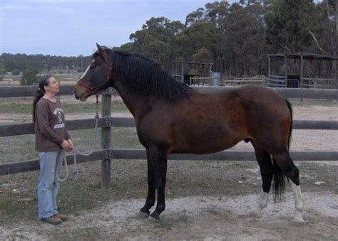 Waler Horse Breed Information, History & Development, Videos, Pictures