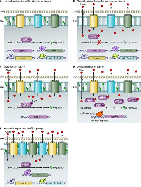 Azole antifungal drug resistance mechanisms in fungal cells. (A) A ...