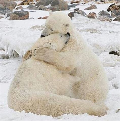 Polar bears 3 » Fascinating Pics | Animal hugs, Polar bear, Cute animals