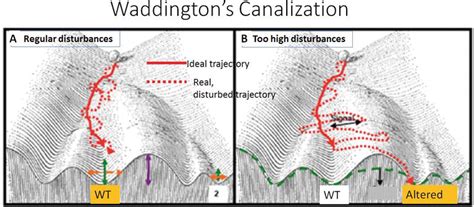 Systems Evolutionary Biology of Waddington’s Canalization and Genetic ...