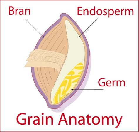 Parts Of Wheat Grain Diagram