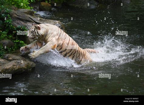 Bengal tiger (Panthera tigris tigris), jumping out of the water, white ...