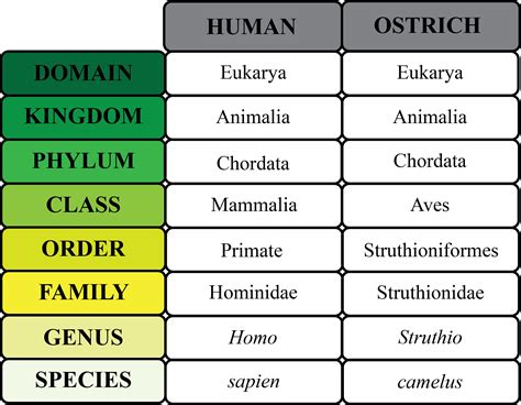 Taxonomic Categories - Madison Wipfler