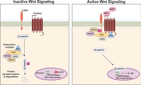 Canonical Wnt signaling. Left: In the inactive state, Wnt ligands are ...