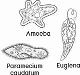 Coloring Page Set Of Unicellular Organisms Paramecium Caudatum Amoeba  sketch template