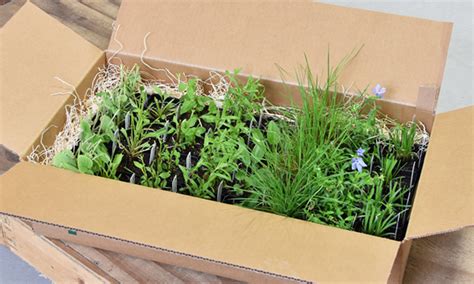 How Your Plants are Shipped | Prairie Nursery