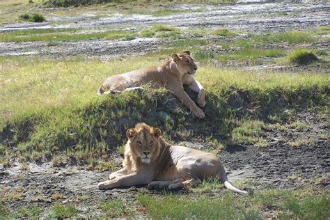 The lions of Ngorongoro Crater Crater, Lions, Places Ive Been, The Good Place, Amazing, Animals ...