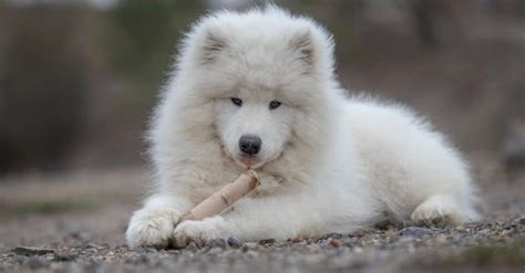 Great Pyrenees vs Samoyed: What Are The Differences? - IMP WORLD