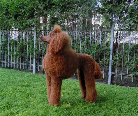 The Standard Poodle | Darla's Red Standard Poodle's