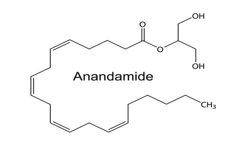 Have You Heard Of Anandamide - The Feel-Good Chemical? Read On To Find Out - Procaffenation