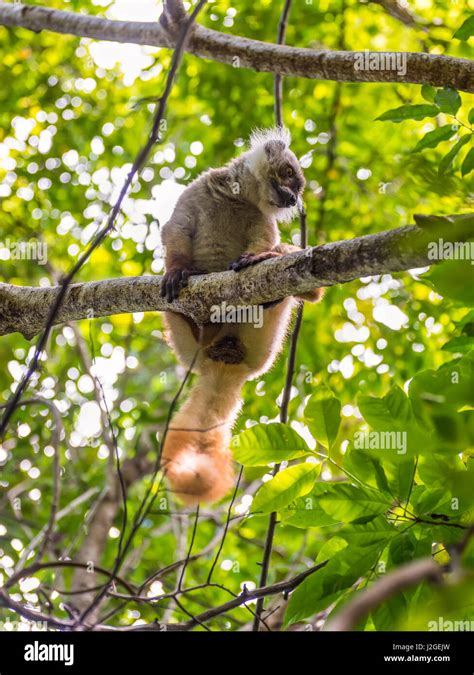 Lemur in their natural habitat, Lokobe Strict Nature Reserve in Nosy Be, Madagascar, Africa ...