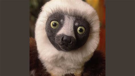 Zoboomafoo - YouTube