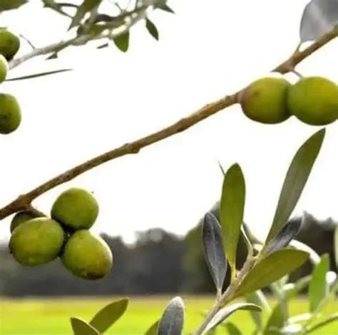 6 Best Varieties of Olive Trees to Grow in Texas