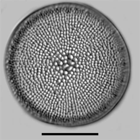 Cyclotella | Genera - Diatoms of North America