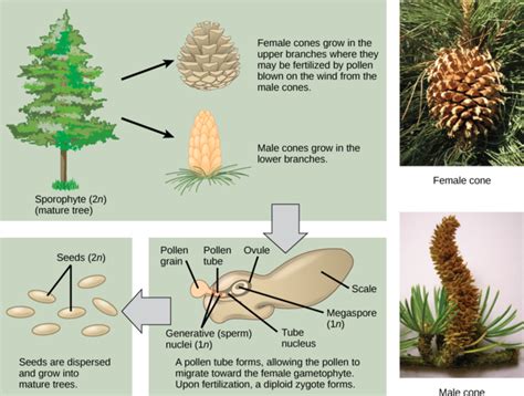 32.2: Plant Reproductive Development and Structure - Sexual Reproduction in Gymnosperms ...