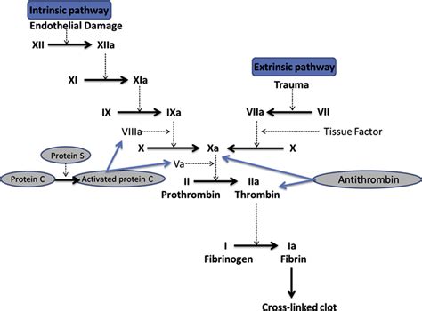 Cascade of thrombus formation. | Download Scientific Diagram