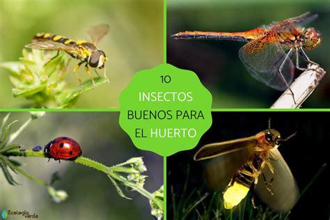 10 insectos beneficiosos para el huerto - Características y fotos