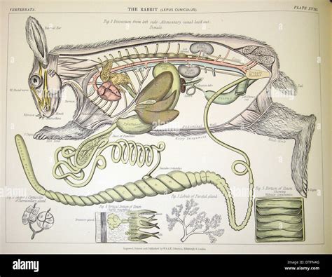 Rabbit anatomy hi-res stock photography and images - Alamy