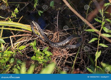 Florida Banded Water Snake Nerodia Fasciata Pictiventris Stock Photo ...