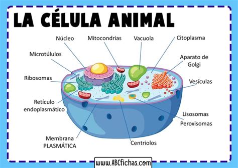 Estructura de la celula animal - ABC Fichas