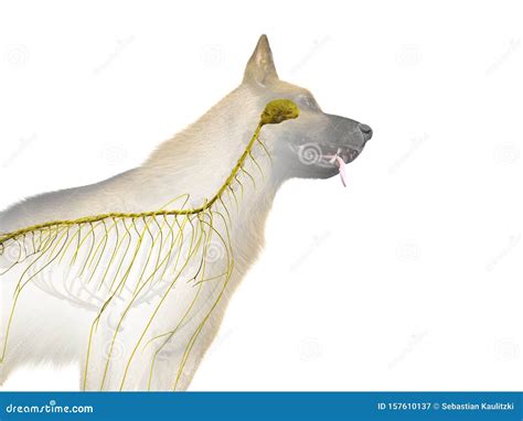 The canine nervous system stock illustration. Illustration of zoology - 157610137