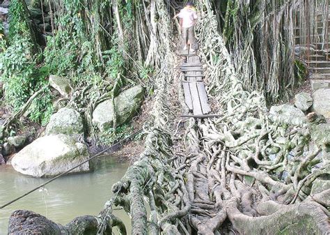 The Jembatan Akar Root Bridge took almost 30 years to grow into a permanent crossing.