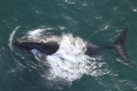 North Pacific Right Whale | NOAA Fisheries