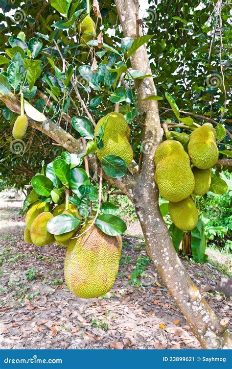 Jackfruit Tree stock image. Image of plant, industrial - 23899621