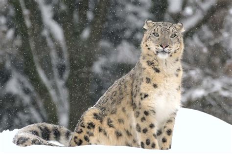 Snow leopard | Habitat, Diet, & Facts | Britannica