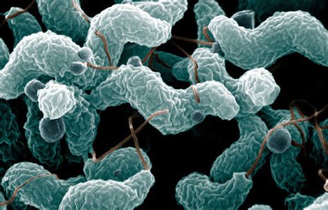 Campylobacter jejuni: stealthy food poisoning - The Microbial Menagerie