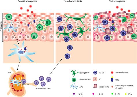 Frontiers | Dendritic Epidermal T Cells in Allergic Contact Dermatitis