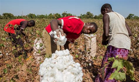 Nigeria’s cotton market sees rebound after textile forex ban