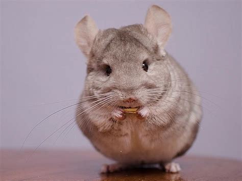 Cute Baby Chinchilla Facts You May Not Believe | Always Pets