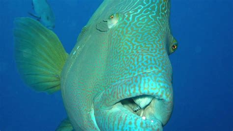 Humphead Wrasse - YouTube