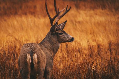 Deer Processing | Beck's Meat Processing