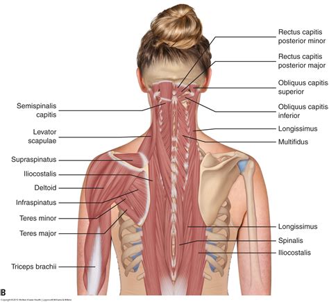 Muscles of the Neck and Trunk - Learn Muscles