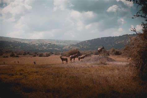 Akagera National Park - Rwanda