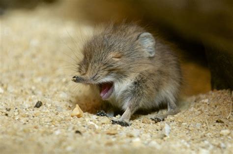 Arctic Shrew Facts, Classification, Habitat, Diet, Pictures