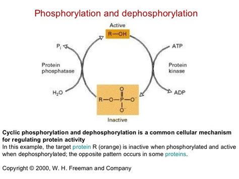 enzyme regulation