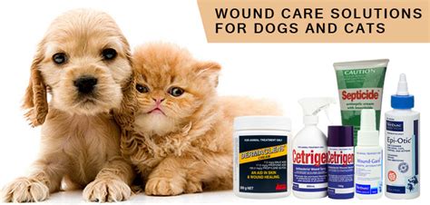 Top Pet Wound Care Products to Heal It Quickly