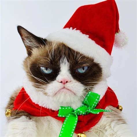 Pin by Shirley Dean Davis on Grumpy Cat | Grumpy cat christmas, Grumpy ...