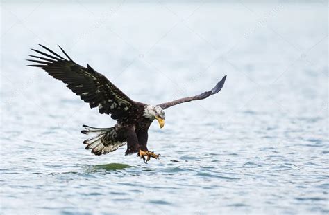 Eagle | Bald Eagle hunting — Stock Photo © MennoSchaefer #128896772