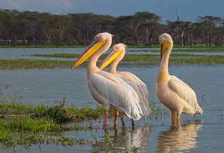 Great White Pelicans, Lake Naivasha | PUBLISHED: ecologyfort… | Flickr