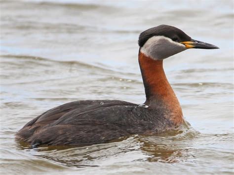 Red-necked Grebe Identification, All About Birds, Cornell Lab of Ornithology | British wildlife ...