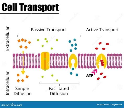 Passive Vs Active Cell Transport. Vector Illustration. Stock Vector - Illustration of organism ...