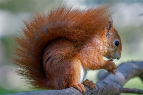 Eurasian Red Squirrel (Sciurus vulgaris) by Phil_Bird | ePHOTOzine